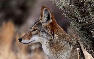 Preview wallpaper coyote, animal, wildlife, brown, gray