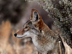 Preview wallpaper coyote, animal, wildlife, brown, gray