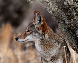 Preview wallpaper coyote, animal, wildlife, brown, gray