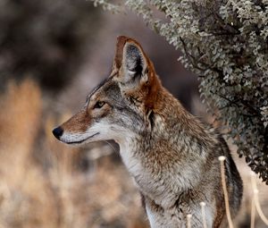 Preview wallpaper coyote, animal, wildlife, brown, gray