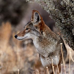 Preview wallpaper coyote, animal, wildlife, brown, gray