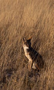 Preview wallpaper coyote, brown, grass, animal, wildlife