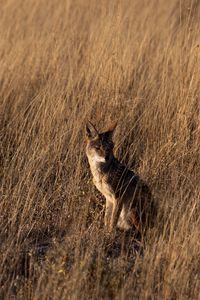 Preview wallpaper coyote, brown, grass, animal, wildlife