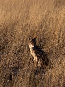 Preview wallpaper coyote, brown, grass, animal, wildlife