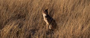 Preview wallpaper coyote, brown, grass, animal, wildlife