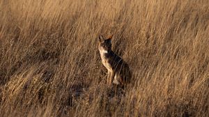 Preview wallpaper coyote, brown, grass, animal, wildlife