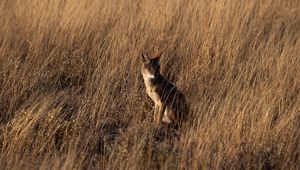 Preview wallpaper coyote, brown, grass, animal, wildlife