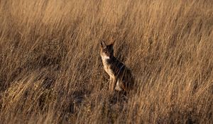 Preview wallpaper coyote, brown, grass, animal, wildlife