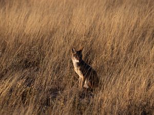 Preview wallpaper coyote, brown, grass, animal, wildlife