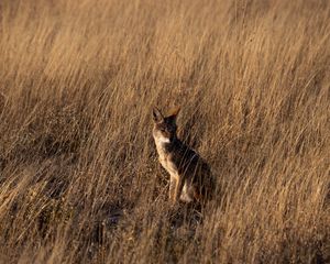 Preview wallpaper coyote, brown, grass, animal, wildlife