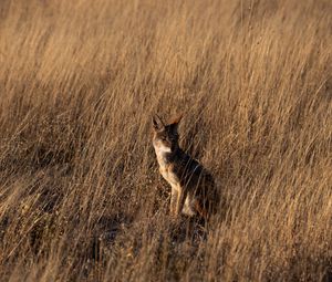 Preview wallpaper coyote, brown, grass, animal, wildlife