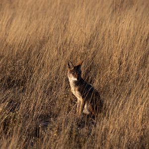 Preview wallpaper coyote, brown, grass, animal, wildlife