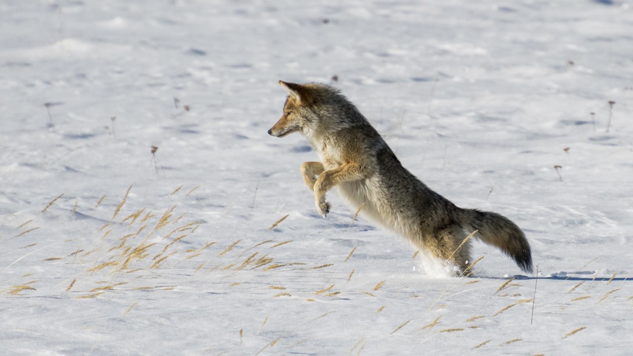 Wallpaper coyote, jump, hunting, snow, predator, wildlife