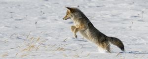 Preview wallpaper coyote, jump, hunting, snow, predator, wildlife