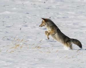 Preview wallpaper coyote, jump, hunting, snow, predator, wildlife