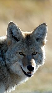 Preview wallpaper coyote, muzzle, predator, animal