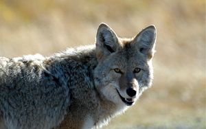 Preview wallpaper coyote, muzzle, predator, animal