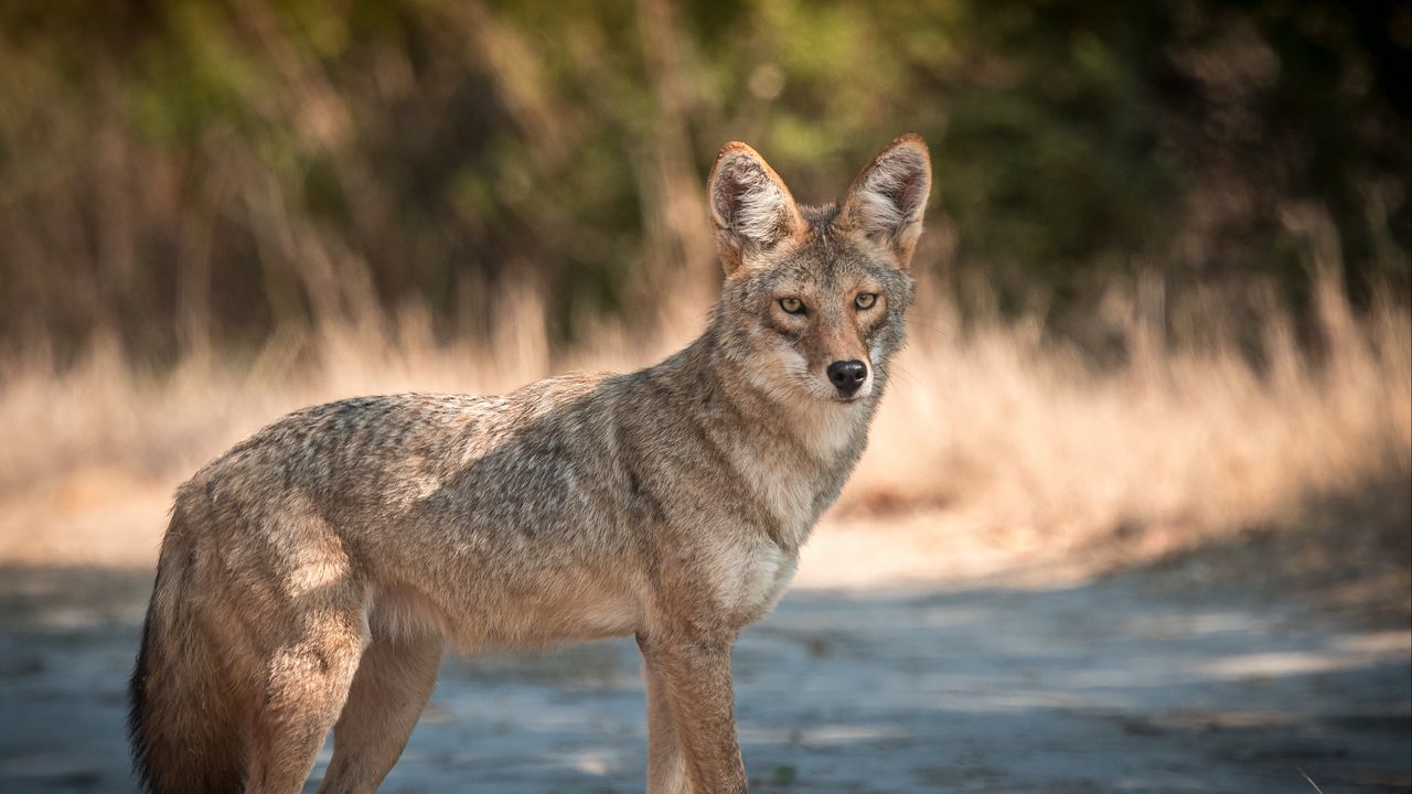 Wallpaper coyote, muzzle, predator, animal, glance
