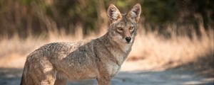 Preview wallpaper coyote, muzzle, predator, animal, glance