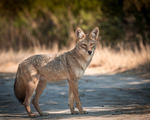 Preview wallpaper coyote, muzzle, predator, animal, glance