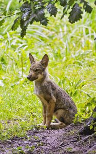 Preview wallpaper coyote, predator, animal, leaves, wildlife