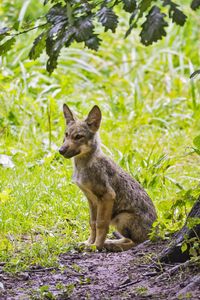 Preview wallpaper coyote, predator, animal, leaves, wildlife