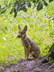 Preview wallpaper coyote, predator, animal, leaves, wildlife