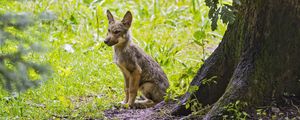 Preview wallpaper coyote, predator, animal, leaves, wildlife