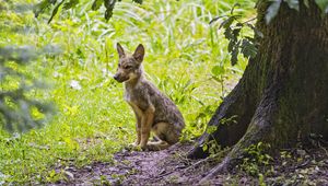 Preview wallpaper coyote, predator, animal, leaves, wildlife