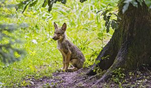 Preview wallpaper coyote, predator, animal, leaves, wildlife