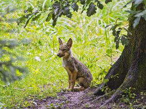 Preview wallpaper coyote, predator, animal, leaves, wildlife