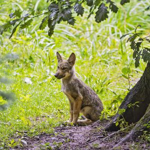 Preview wallpaper coyote, predator, animal, leaves, wildlife