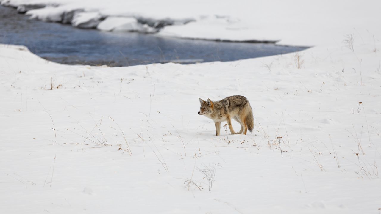 Wallpaper coyote, predator, animal, snow, winter