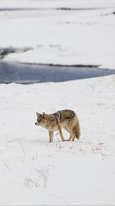 Preview wallpaper coyote, predator, animal, snow, winter