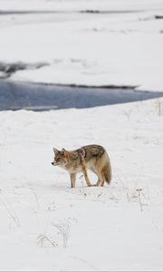 Preview wallpaper coyote, predator, animal, snow, winter