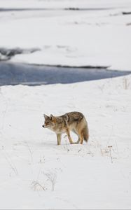 Preview wallpaper coyote, predator, animal, snow, winter