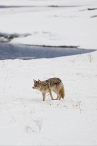 Preview wallpaper coyote, predator, animal, snow, winter