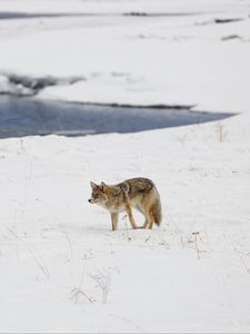 Preview wallpaper coyote, predator, animal, snow, winter