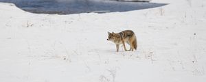 Preview wallpaper coyote, predator, animal, snow, winter