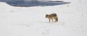 Preview wallpaper coyote, predator, animal, snow, winter