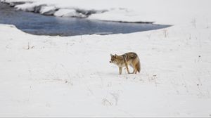 Preview wallpaper coyote, predator, animal, snow, winter