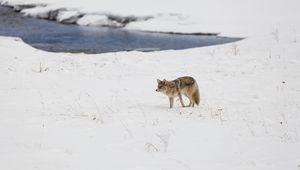 Preview wallpaper coyote, predator, animal, snow, winter