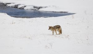 Preview wallpaper coyote, predator, animal, snow, winter