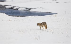 Preview wallpaper coyote, predator, animal, snow, winter