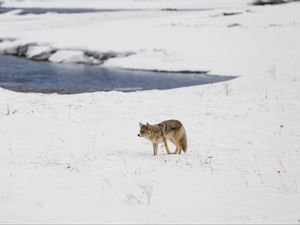 Preview wallpaper coyote, predator, animal, snow, winter