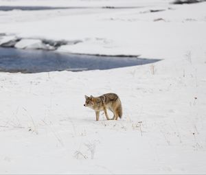 Preview wallpaper coyote, predator, animal, snow, winter