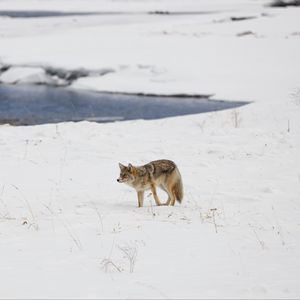 Preview wallpaper coyote, predator, animal, snow, winter