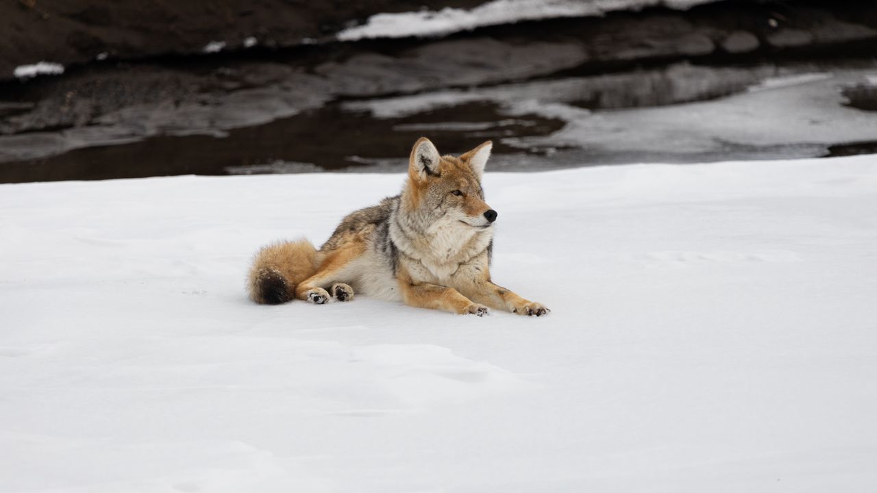 Wallpaper coyote, predator, animal, snow, wildlife