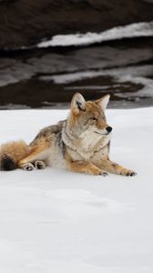 Preview wallpaper coyote, predator, animal, snow, wildlife