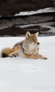 Preview wallpaper coyote, predator, animal, snow, wildlife